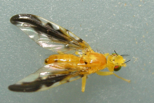 Strauzia rugosa