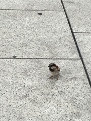 Passer domesticus