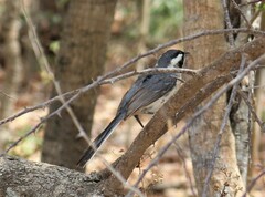 Granatellus venustus francescae
