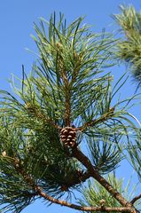 Pinus