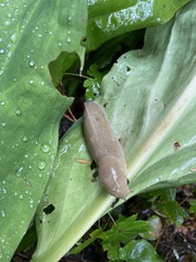 Ariolimax columbianus