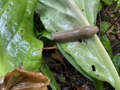 Ariolimax columbianus