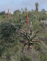 Aloe africana