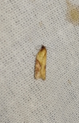 Acleris aspersana