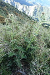 Cirsium arisanense