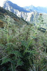 Cirsium arisanense