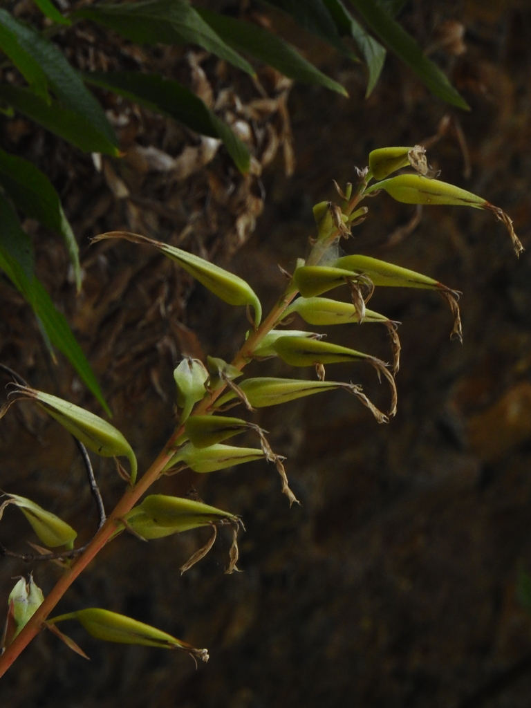 Pitcairnia megasepala