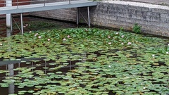 Nymphaea × marliacea