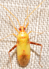 Phytocoris luteolus