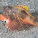 Painted Stingfish - Photo (c) Mark Rosenstein, some rights reserved (CC BY-NC)
