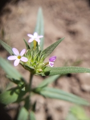 Collomia linearis