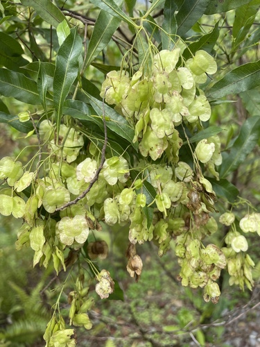 Dodonaea viscosa observed 2022-07-28