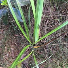 Dianella nigra