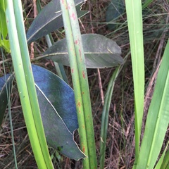 Dianella nigra