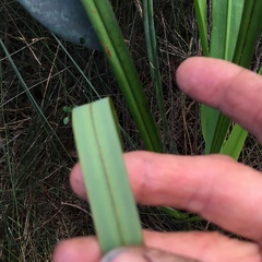 Dianella nigra