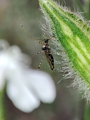 Gampsocoris culicinus