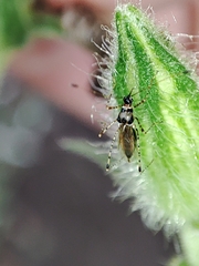 Gampsocoris culicinus