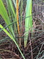 Dianella nigra