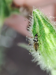 Gampsocoris culicinus