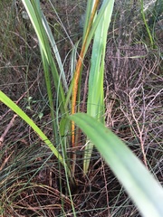 Dianella nigra