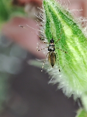 Gampsocoris culicinus