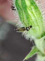Gampsocoris culicinus