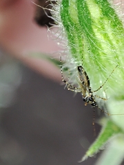 Gampsocoris culicinus