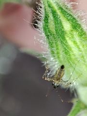 Gampsocoris culicinus