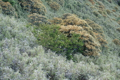 Rhododendron hyperythrum