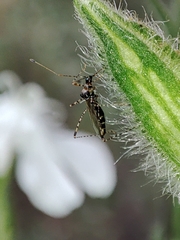 Gampsocoris culicinus
