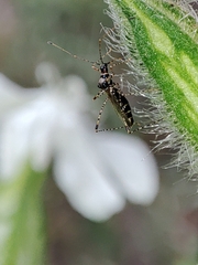 Gampsocoris culicinus