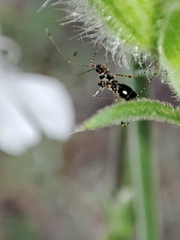 Gampsocoris culicinus