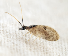 Sympherobius barberi