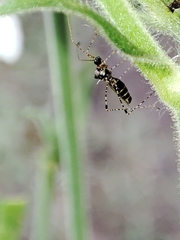 Gampsocoris culicinus