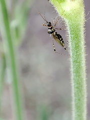 Gampsocoris culicinus