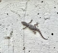 Mediodactylus danilewskii