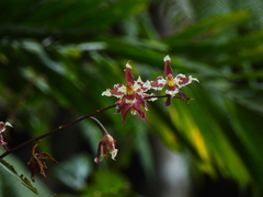 Oncidium alexandrae