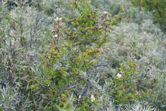 Rosa sericea morrisonensis
