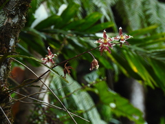 Oncidium alexandrae
