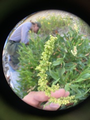 Rumex pallidus