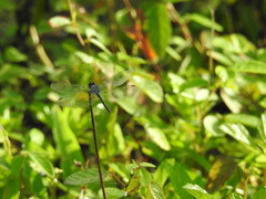 Micrathyria aequalis