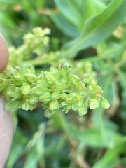 Rumex pallidus