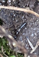 Xantholinus linearis