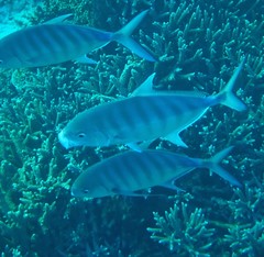 Ferdauia ferdau