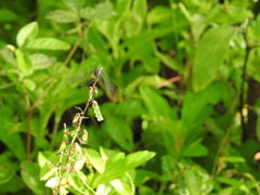 Micrathyria aequalis