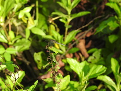 Micrathyria aequalis
