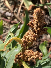 Rumex pallidus