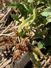 Rumex pallidus