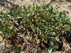 Rumex pallidus