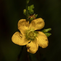 Hypericum setosum
